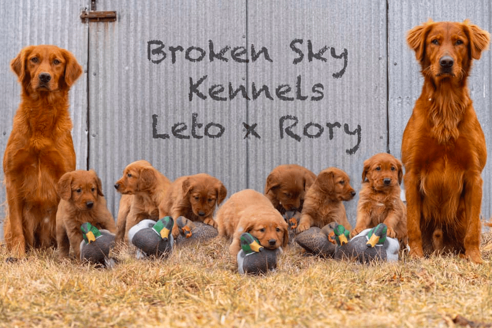 Broken Sky Kennels Hunting Goldens