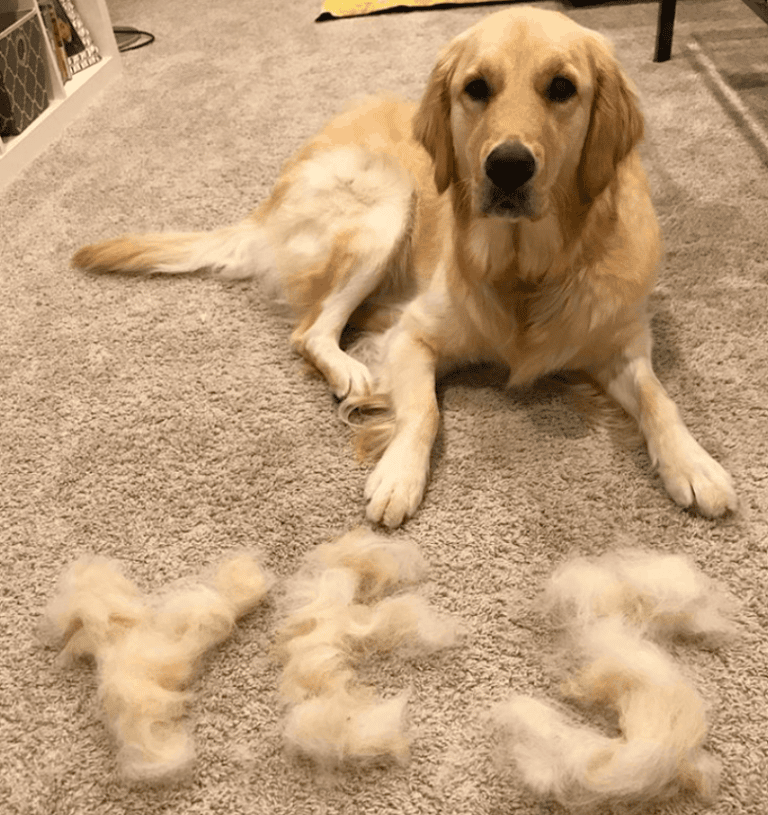 Do Golden Retrievers Shed A Lot? And What to Do