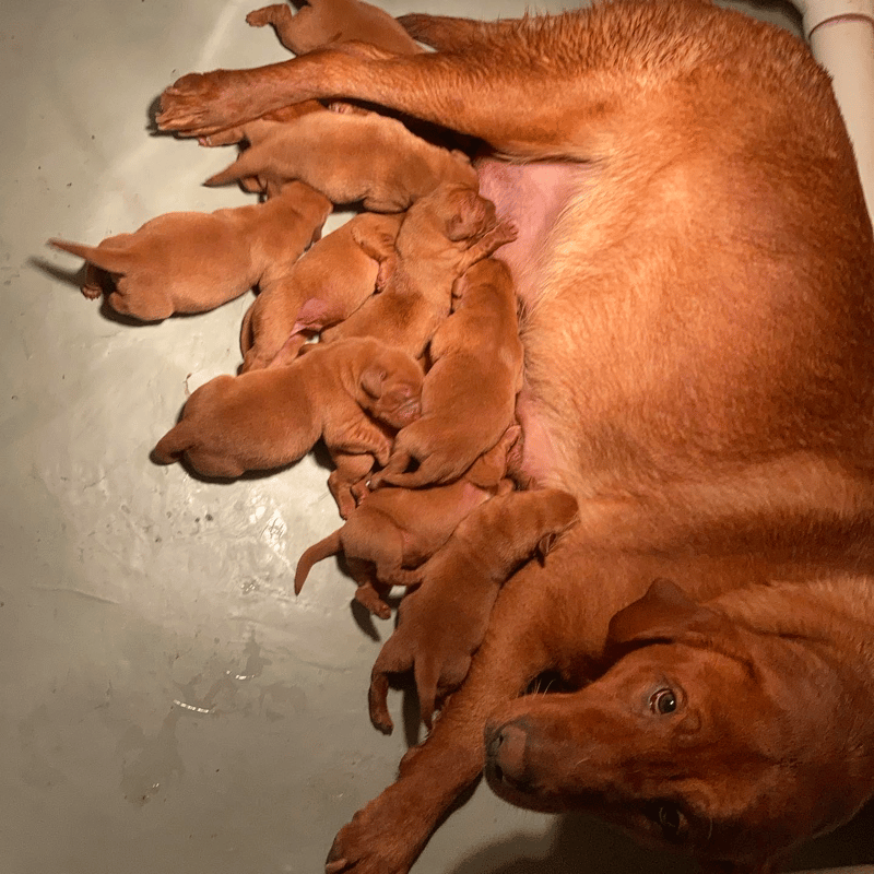 Dutch Acres Labradors