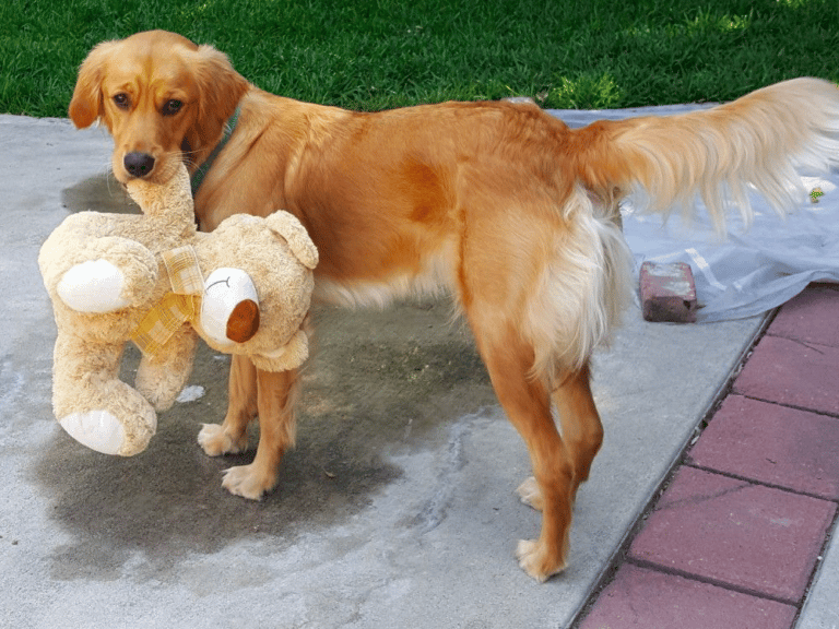1-year-old Golden Retriever: A Journey into Adulthood