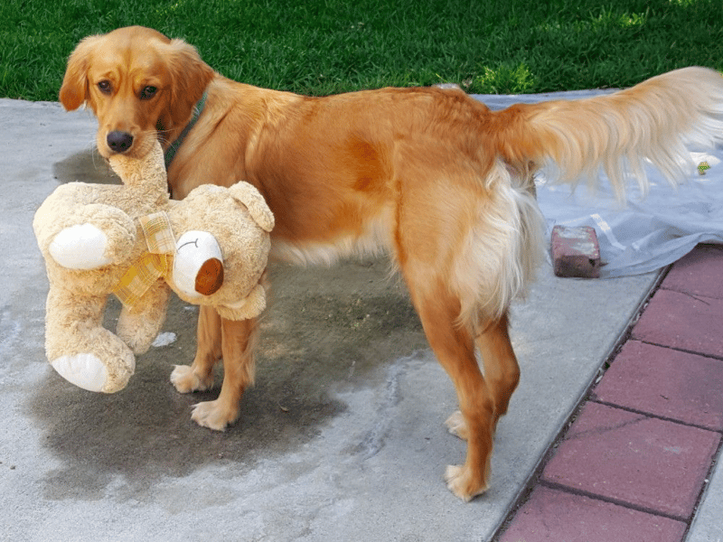 1yearold Golden Retriever A Journey into Adulthood