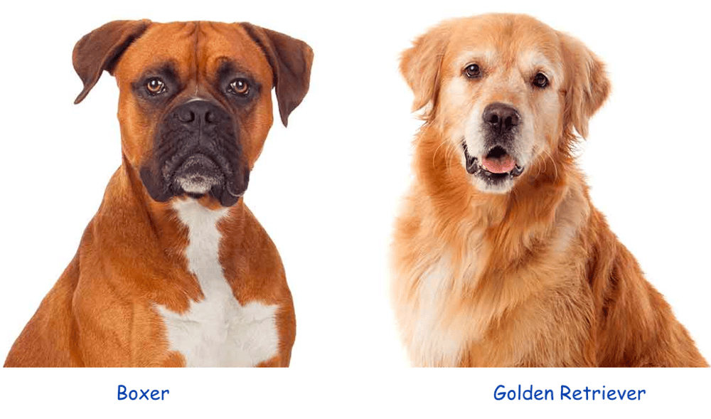 Golden Retriever Vs. Boxer