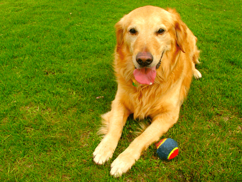 Golden Retriever Rescues In Iowa