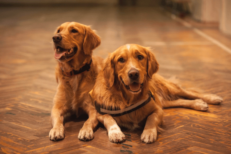 Golden Retriever Rescues In North Carolina
