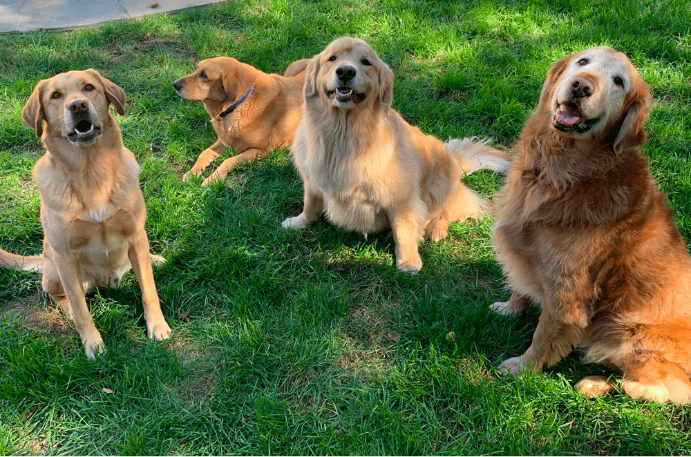 Best Golden Retriever Rescues In Virginia