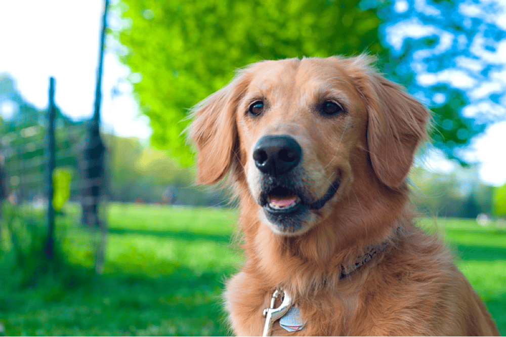 Golden Retriever Right For You