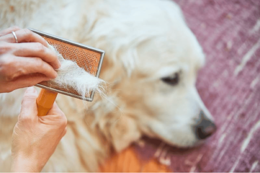 Golden Retriever Shedding