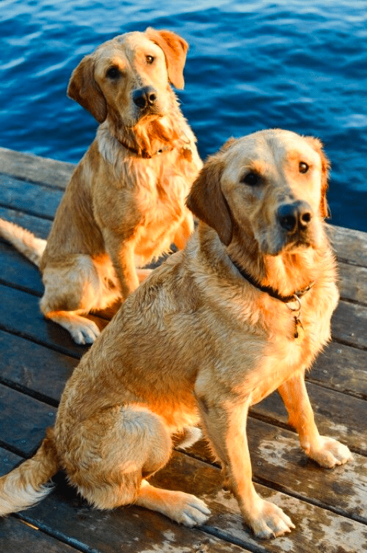 Golden Retriever yellow Lab Mix