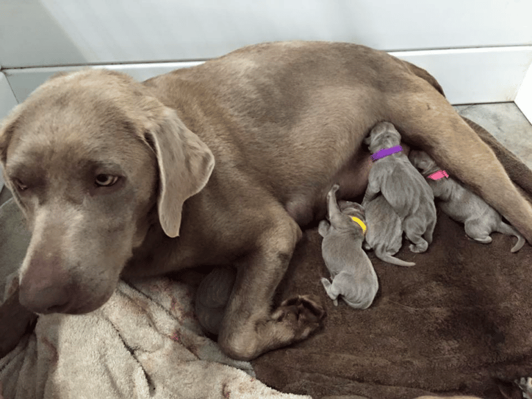 Top 9 Best Labrador Retriever Breeders in Indiana (IN)