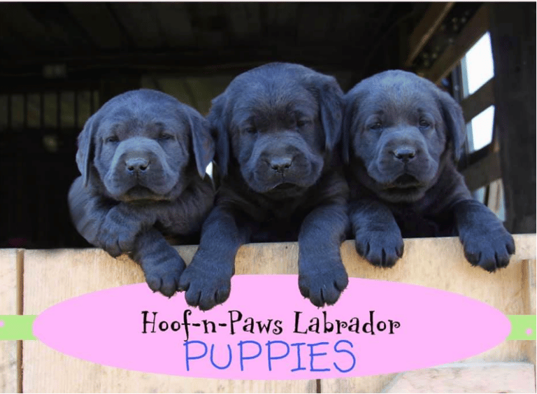Top 10 Best Labrador Retriever Breeders in Massachusetts (MA)