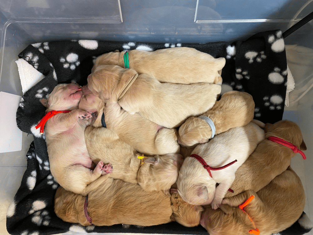 How to pick a Golden Retriever Puppy From The Litter