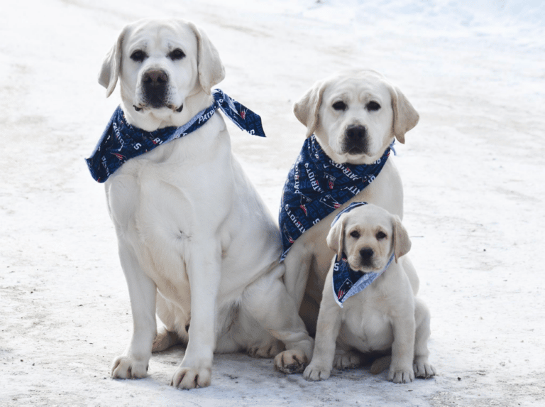 Top 11 Best Labrador Retriever Breeders In Maine (ME)