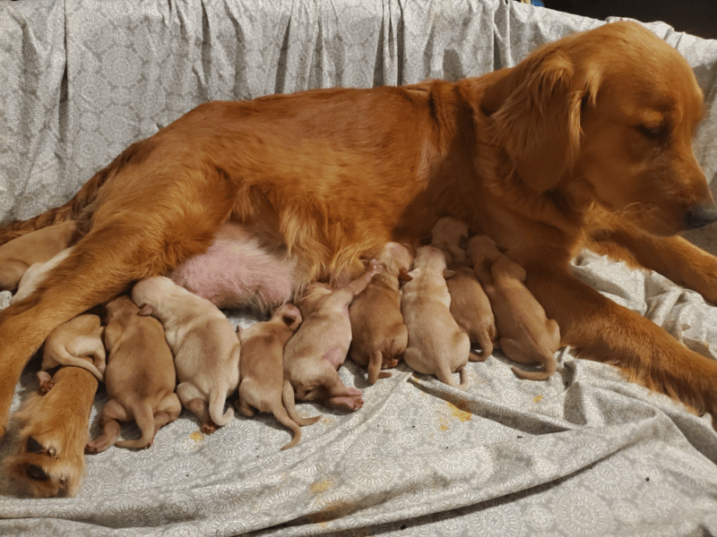 Top 6 Best Golden Retriever Breeders in Mississippi (MS)