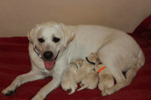 Top 10 Best Labrador Retriever Breeders in Massachusetts (MA)