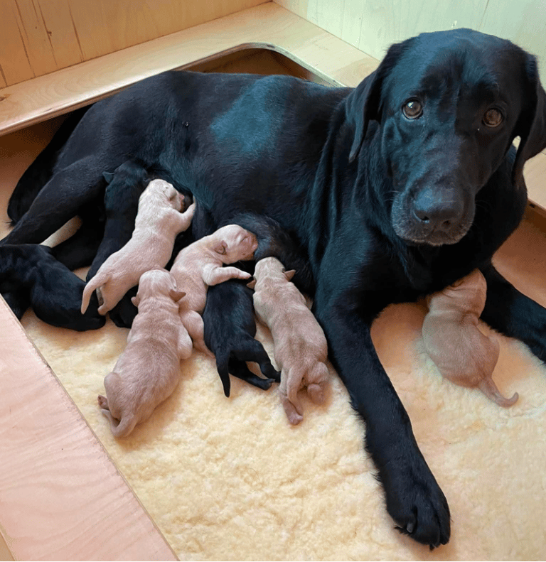 Top 10 Best Labrador Retriever Breeders In Florida (FL)