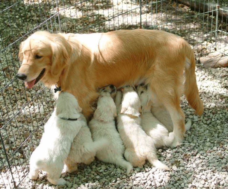 Top 11 Best Golden Retriever Breeders In Kansas (KS)