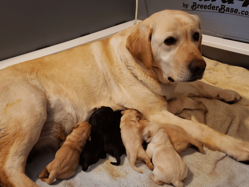 Top 11 Best Labrador Retriever Breeders In Maine (ME)