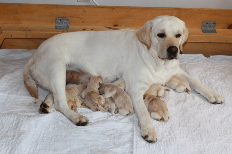 Top 11 Best Labrador Retriever Breeders In Maine (ME)