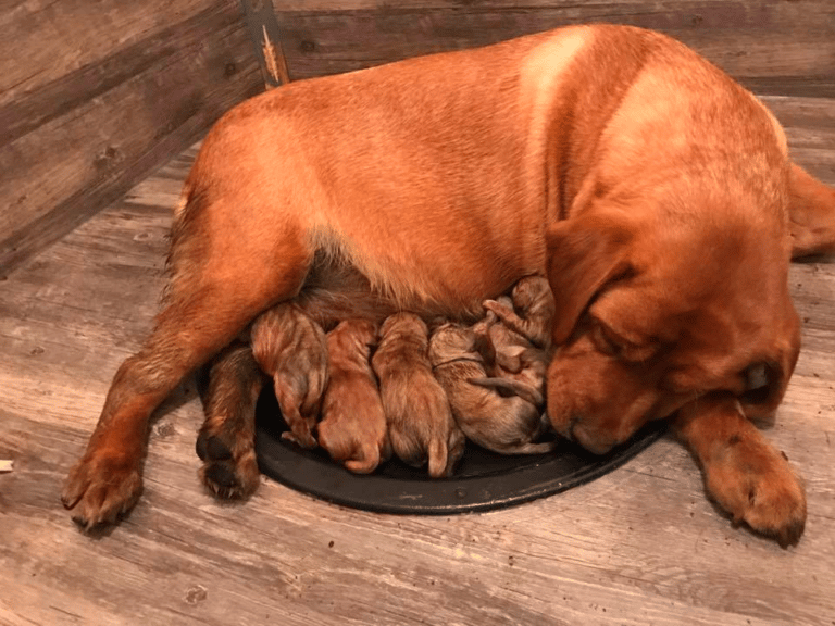 Top 14 Best Labrador Retriever Breeders in Pennsylvania (PA)