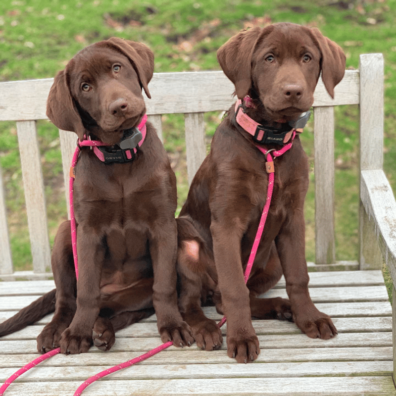 South Fork Labrador Retrievers