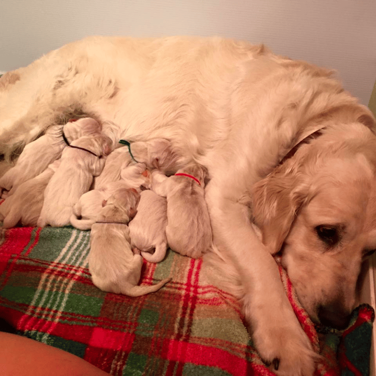 Top 11 Best Golden Retriever Breeders In Kansas (KS)