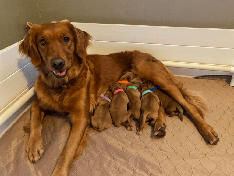 Top 21 Reputable Field Golden Retriever Breeders in The USA