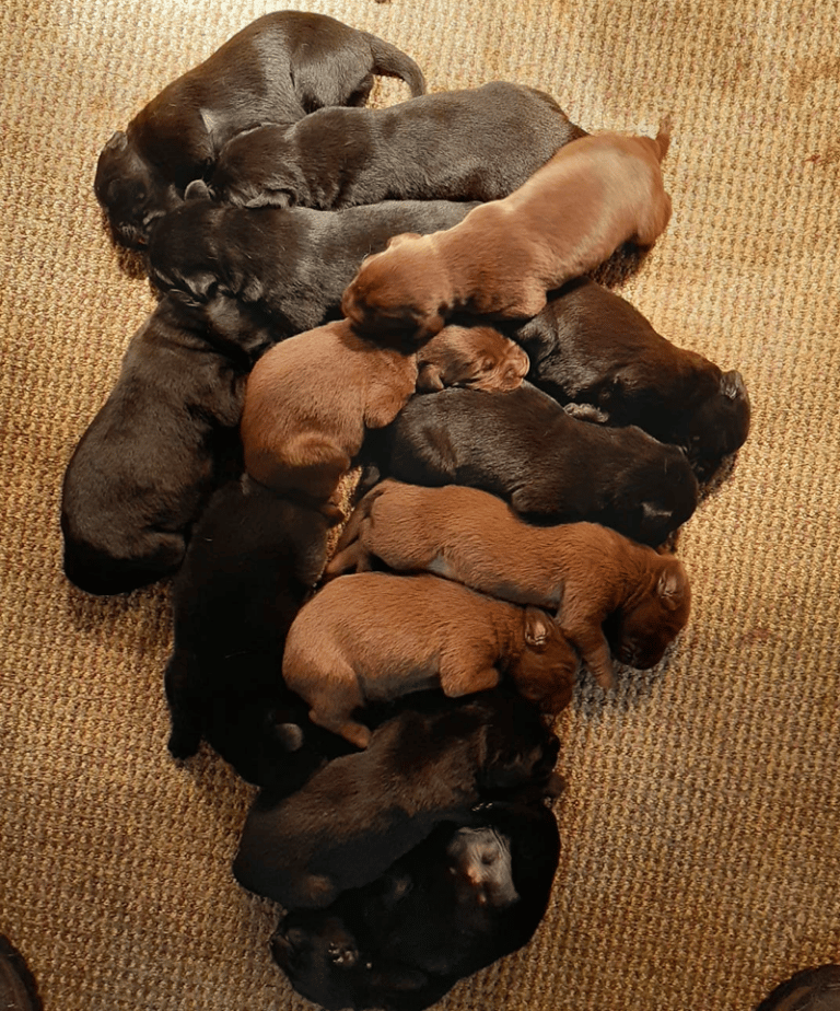 Top 10 Best Labrador Retriever Breeders In Wisconsin (WI)