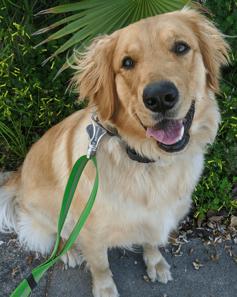 Training your 1-year-old Golden Retriever
