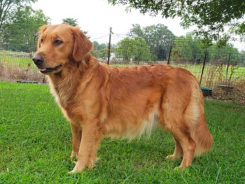 What does a 1-year-old Golden Retriever look like