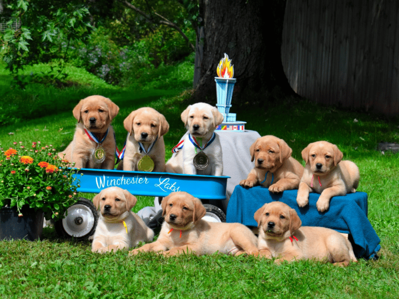 Top 14 Best Labrador Retriever Breeders in Pennsylvania (PA)