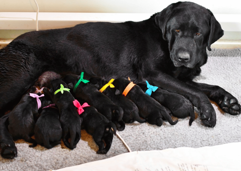 Top 10 Best Labrador Retriever Breeders In Wisconsin (WI)
