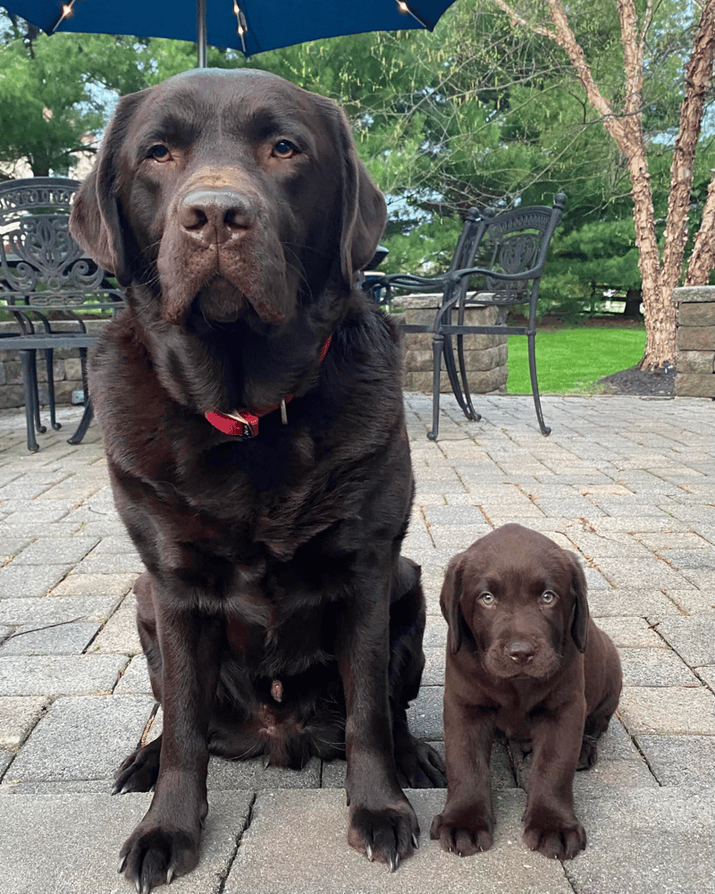 Wolfpack Labradors