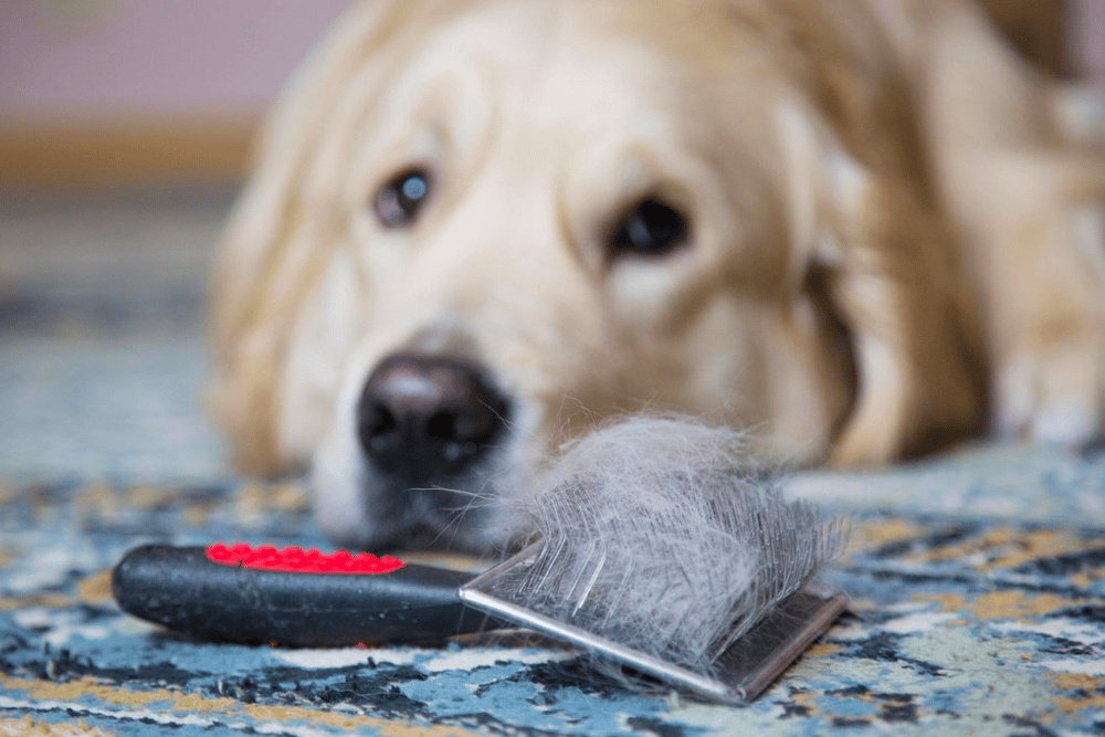 are labrador retrievers bad for allergies