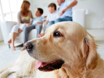 are golden retrievers good for allergy sufferers