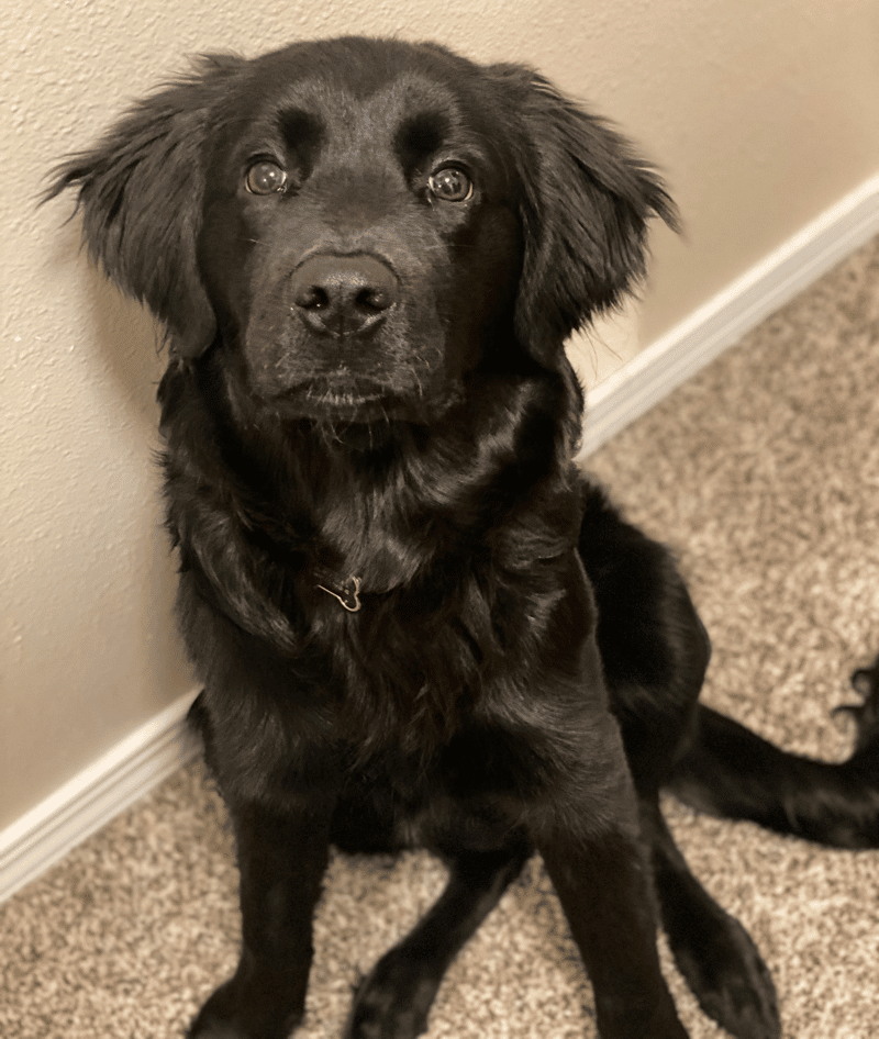 black lab golden retriever mix