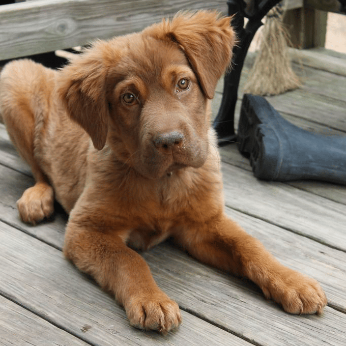 Chocolate Lab Golden Retriever Mix