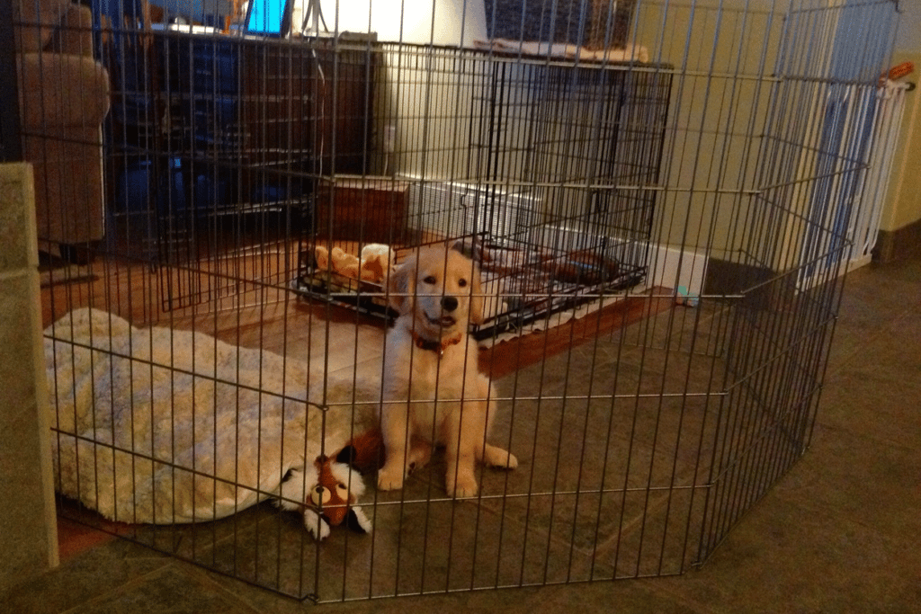 crate training golden retriever puppy