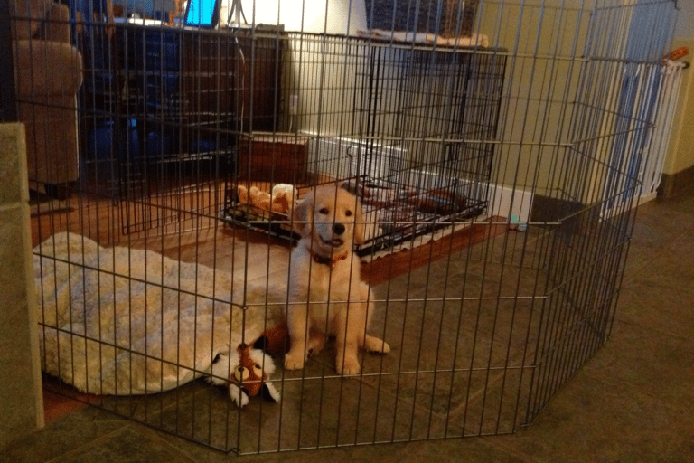 Crate Training Golden Retriever Puppy Guide and Common Mistakes