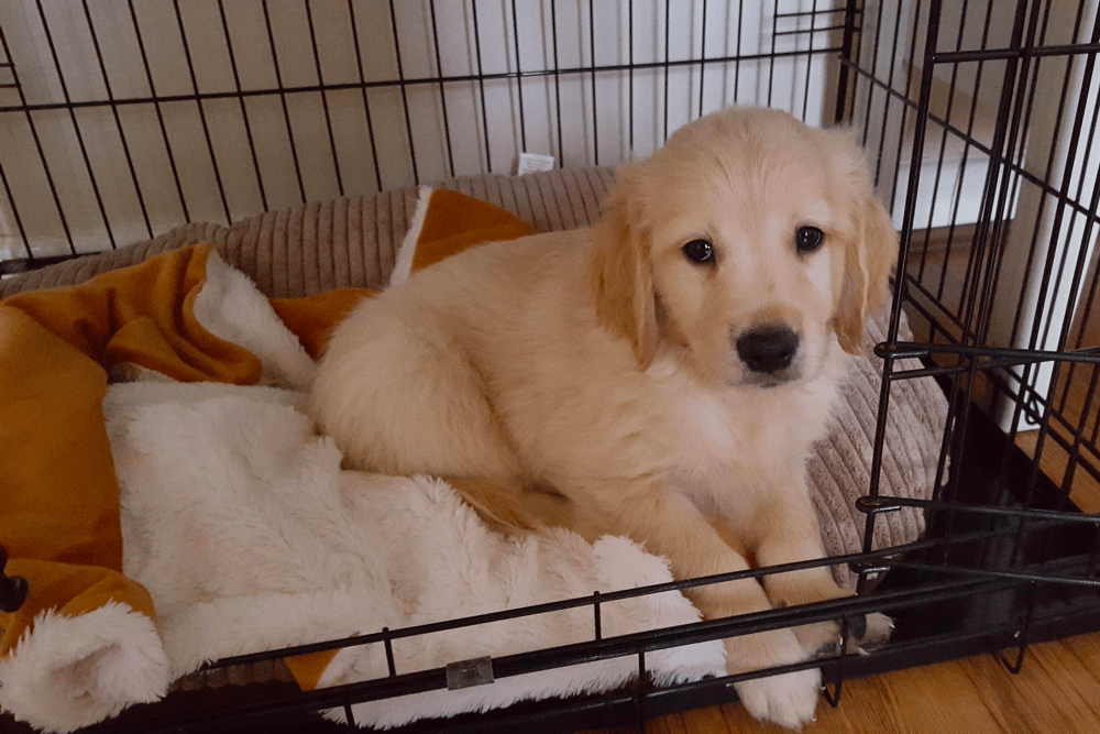 crate training golden retriever puppy at night