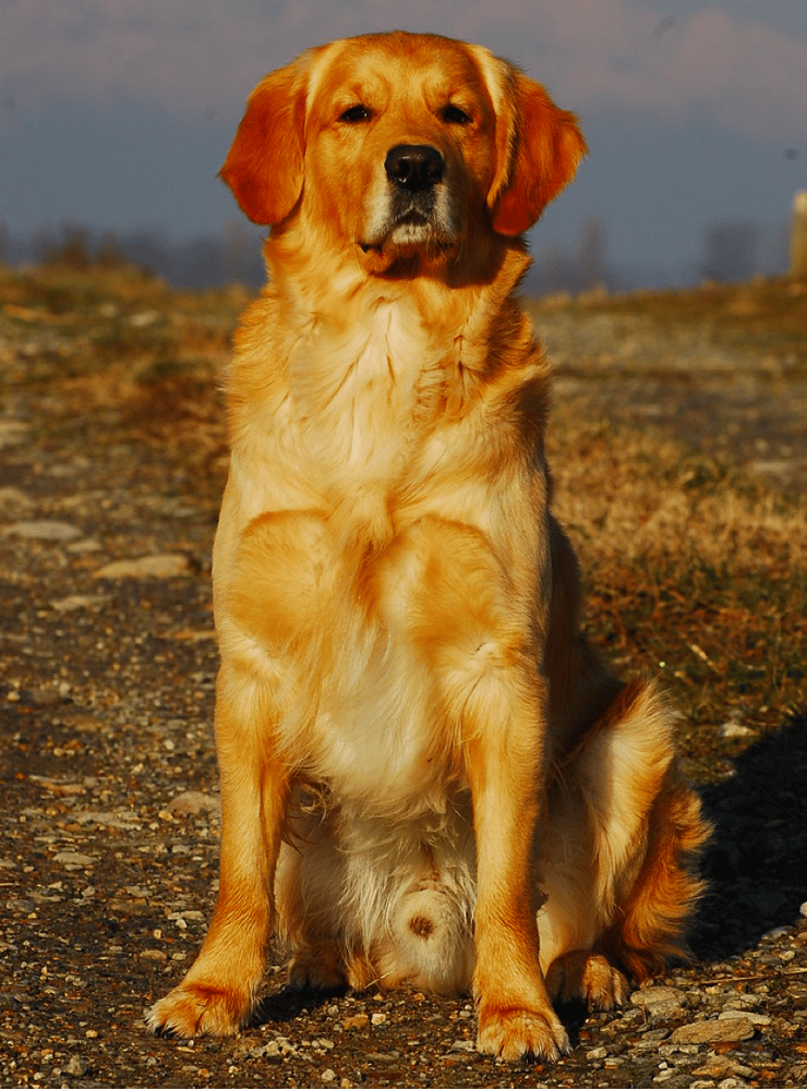 full grown golden retriever lab mix