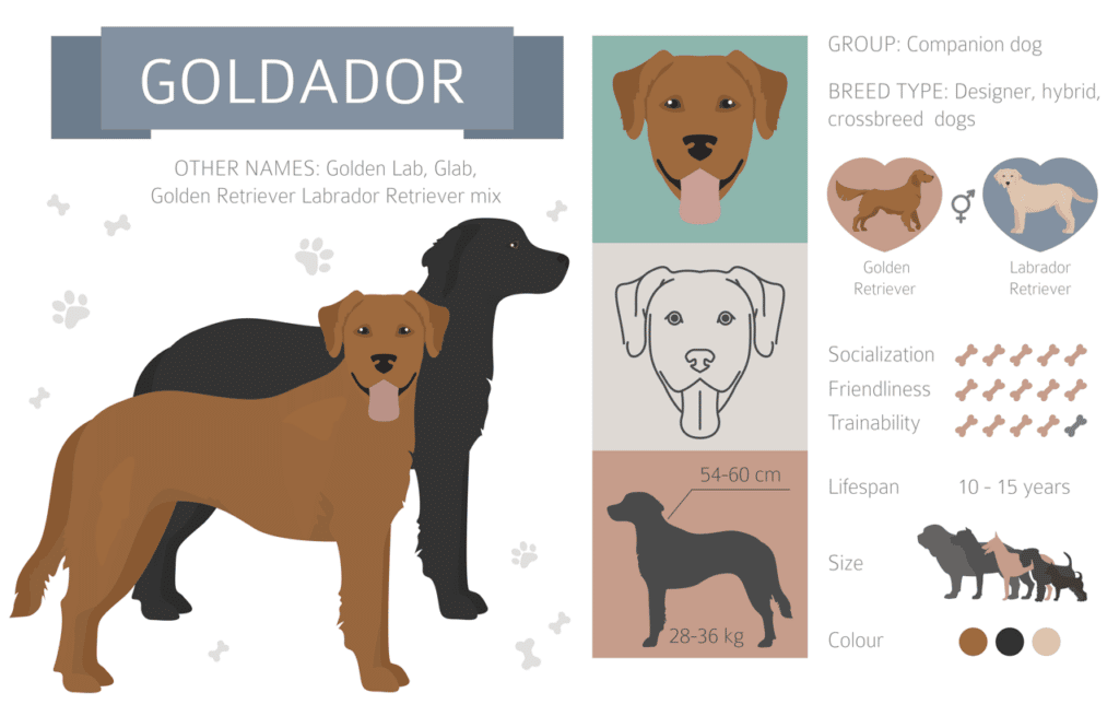 Golden Retriever Labrador mix