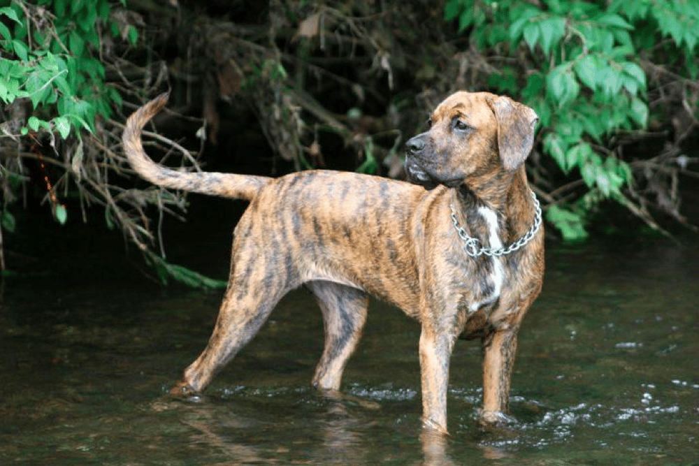 golden retriever boxer mix