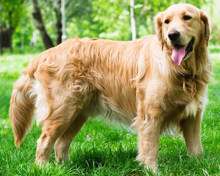Are Golden Retrievers Hypoallergenic?