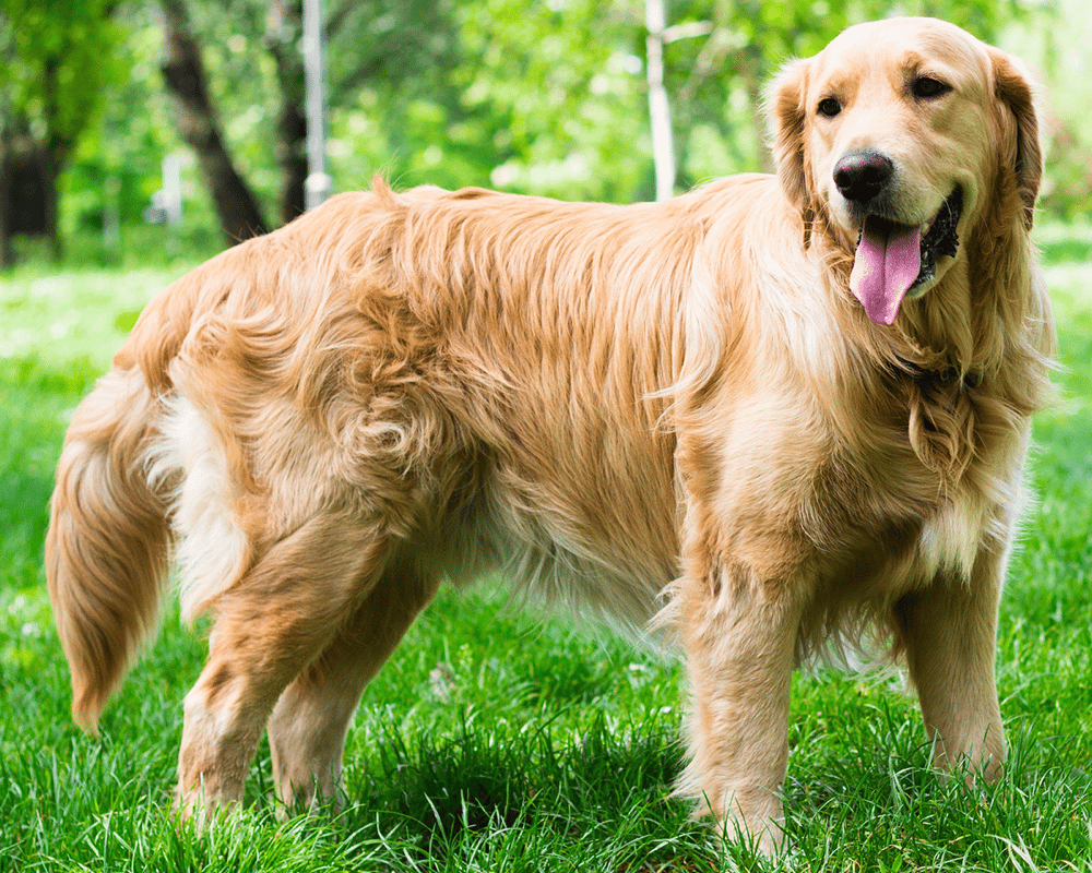 are golden retriever hypoallergenic?