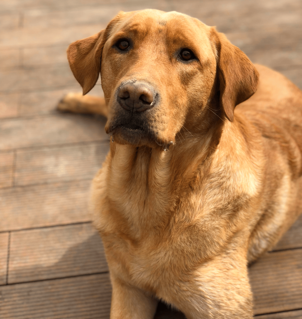 what is a golden retriever and lab mix called