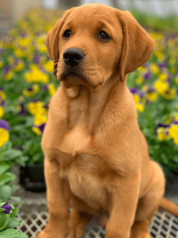 golden retriever chocolate lab mix puppies