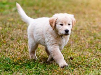how to potty train golden retriever puppy