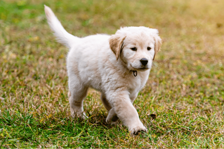 how to potty train golden retriever puppy