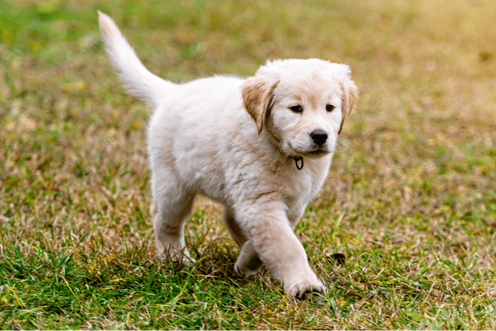 how to potty train golden retriever puppy