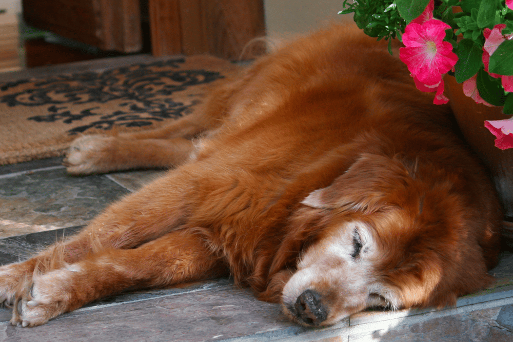 old Golden Retriever